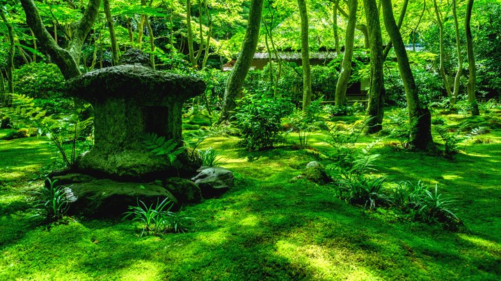 掛軸 小谷苔明 緑明 共箱 景色 風景 春 C-7 侘び寂びを楽しむ雨の日に。神秘的な絶景「苔（コケ）」スポット12選