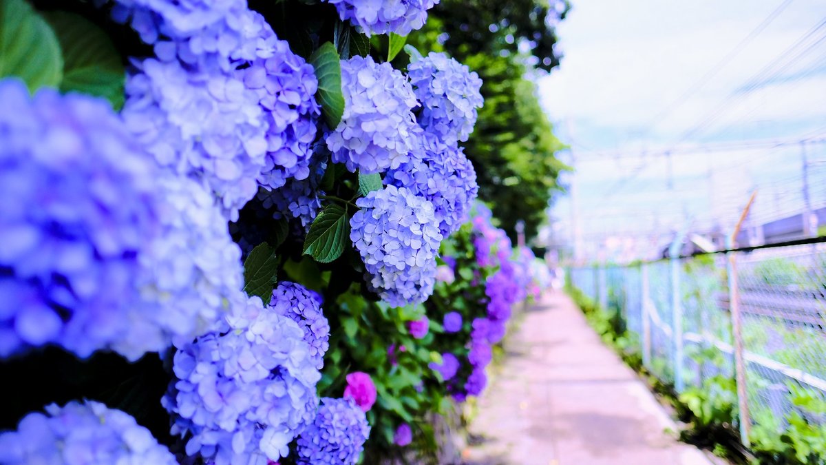 風情楽しむ雨の日を。東京都内「紫陽花（アジサイ）」名所＆まつり10選