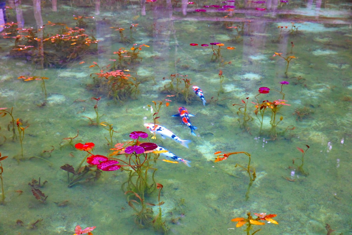 その美しさ、アート界の宝。日本、世界の「モネの池」をめぐる - TRiP 