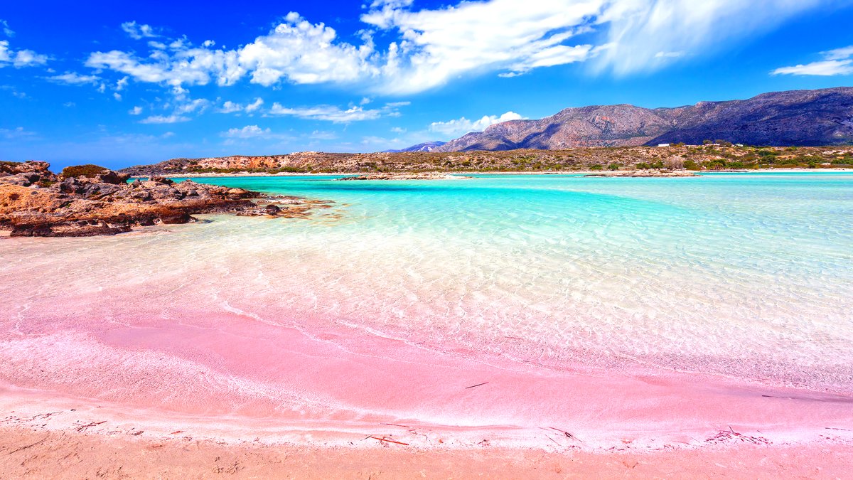 ベストバハマ ピンク の 砂浜 最高の花の画像