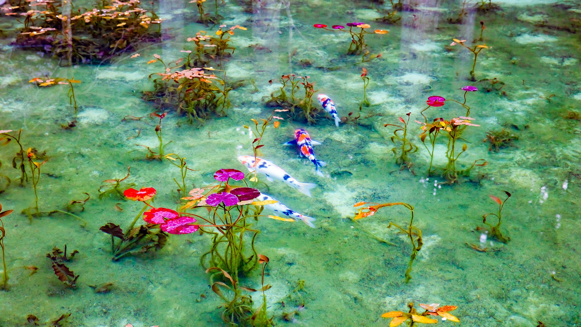その美しさ アート界の宝 日本 世界の モネの池 をめぐる Trip Editor