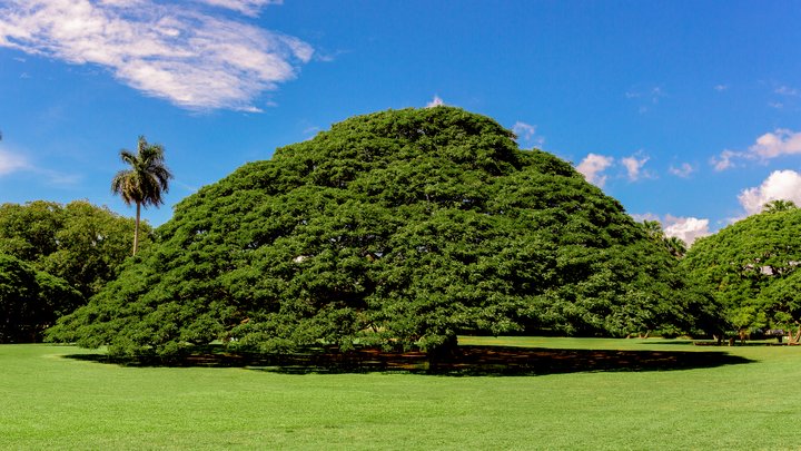 木だけに気になる？物語感じる、不思議な「世界にひとつだけの木