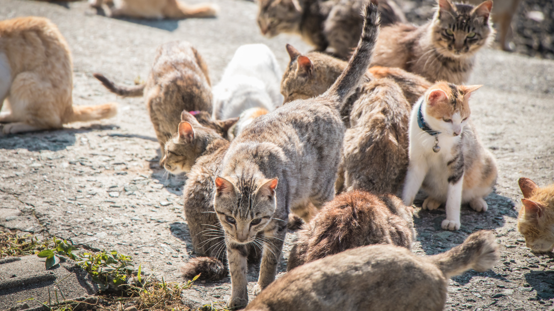 一緒にのびのび モフモフ 国内の 野生動物に会える島 Top10 Trip Editor