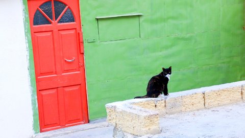 楽園…かもしれないニャン。猫好きの聖地、地中海「マルタ島」をゆく