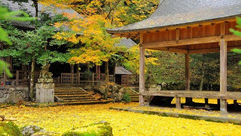 秋の京都・紅葉もいいけど銀杏（イチョウ）もね！3選【2019】