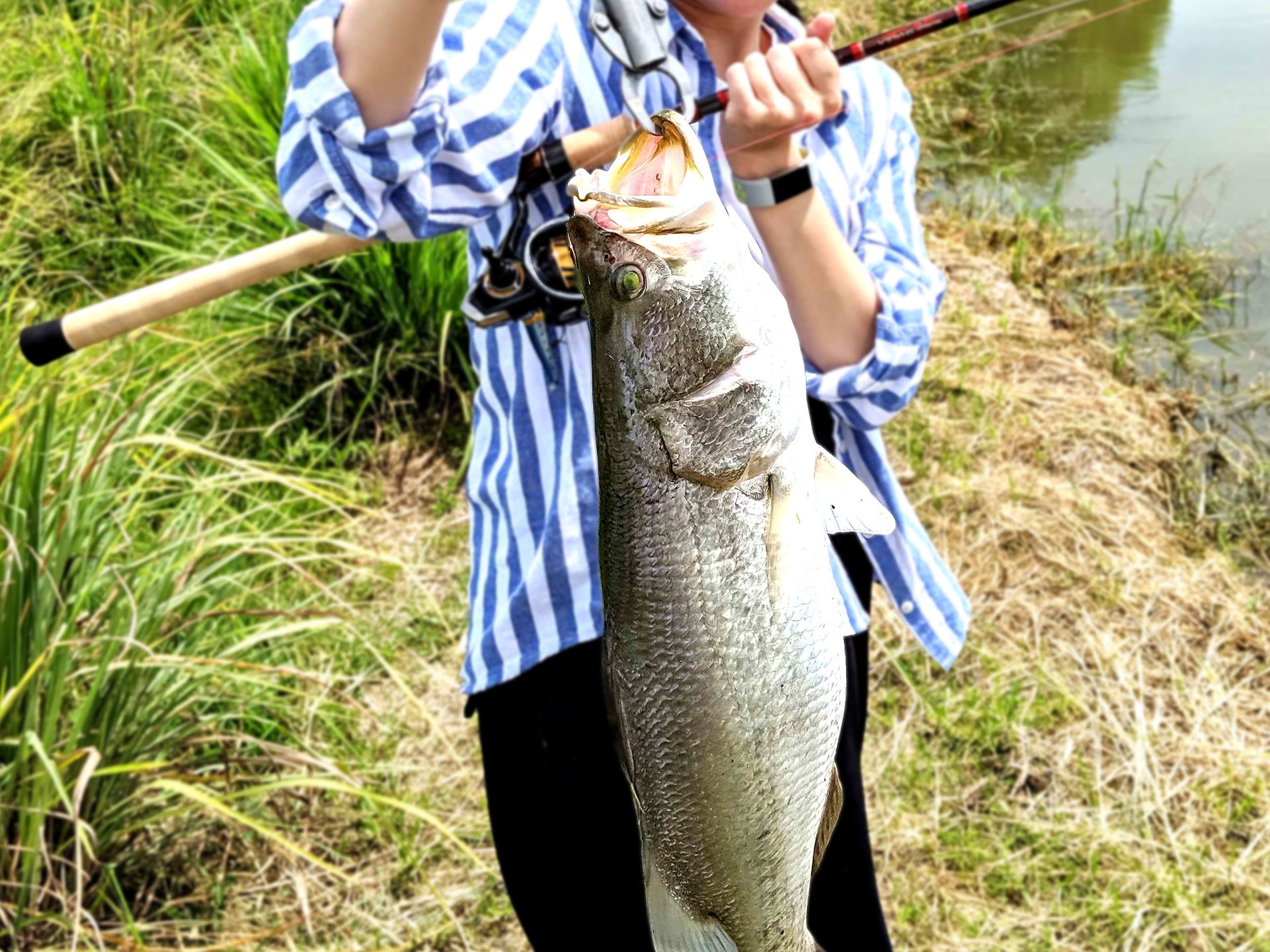 タイで バラマンディ釣り なら養殖池ツアーがおすすめ 初心者向け