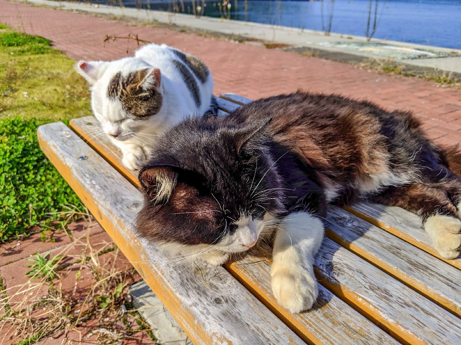 ここが天国だったのか 猫まみれな宮城県 田代島 で絶景旅ラン Trip Editor