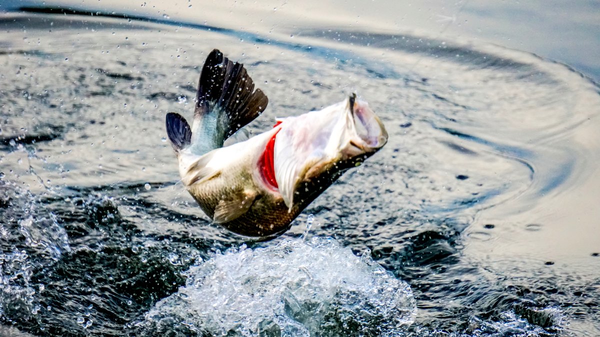 怪魚「バラマンディ」を釣るための、おすすめタックル一覧【タイ養殖池】