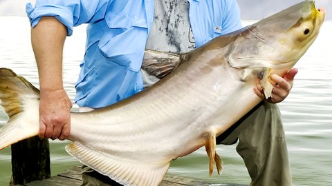 デカいは、ロマンだ。タイの超巨大魚・メコンオオナマズ挑戦レポ