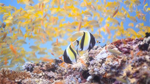 魚たちが織りなす色鮮やかな世界。水中写真家の奇跡の1枚に魅了