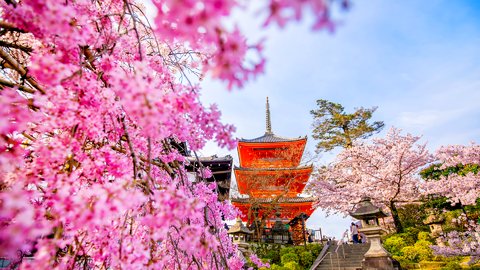 風情ある古都の美しき桜。歴史を感じる花見スポット京都府「清水寺」