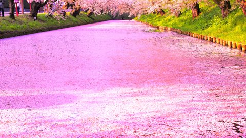 ピンク色に染まる春。夜桜も楽しめる花見スポット、青森県「弘前公園」