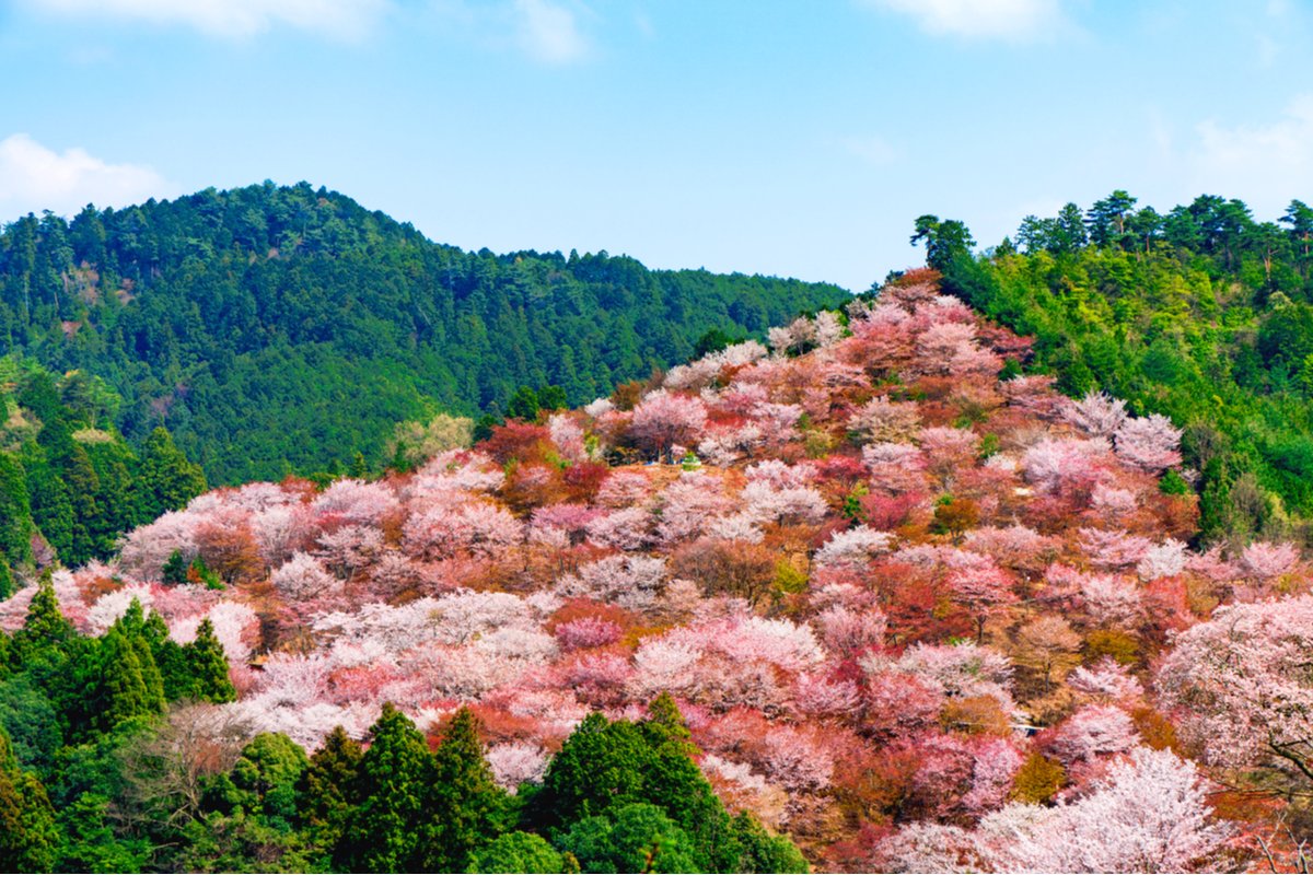 名所 奈良 桜 【絶景】地元の人しか知らない？奈良「桜の穴場スポット」