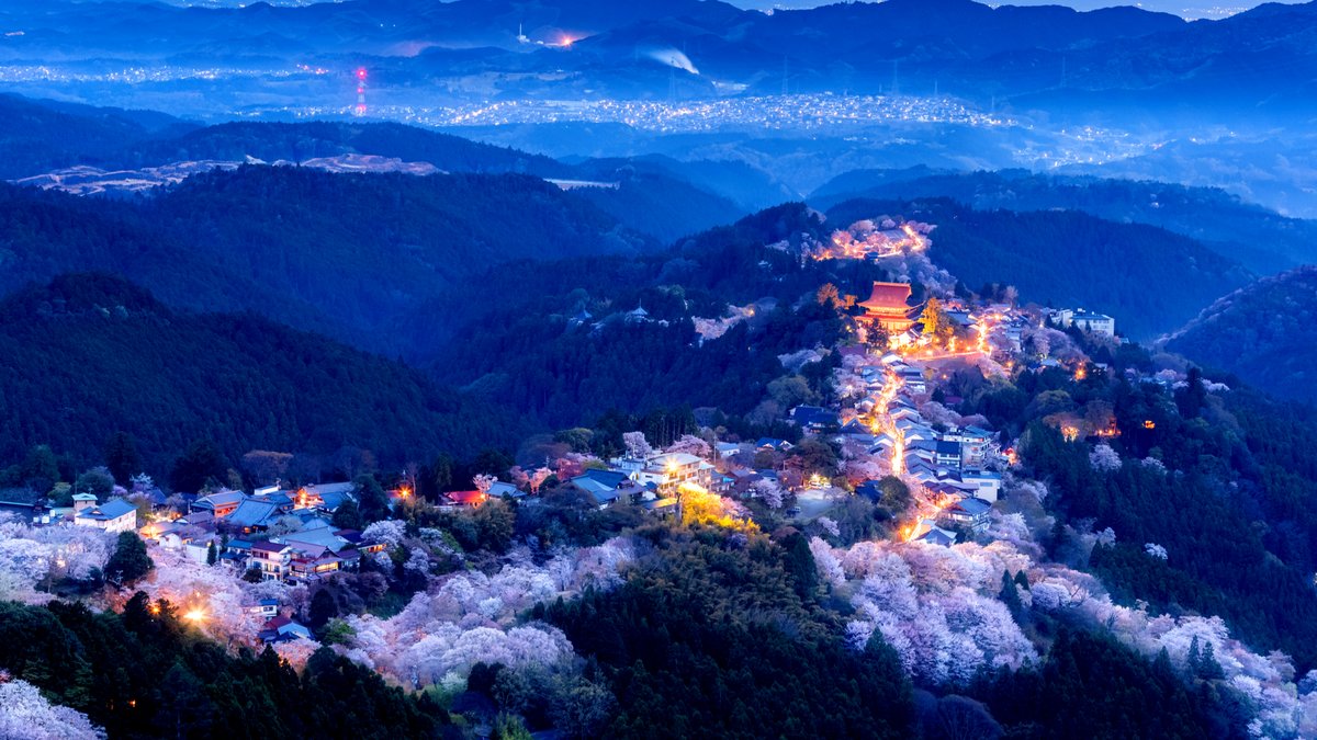 心にしみる山桜 夜のライトアップも楽しめる奈良県 吉野山 Trip Editor