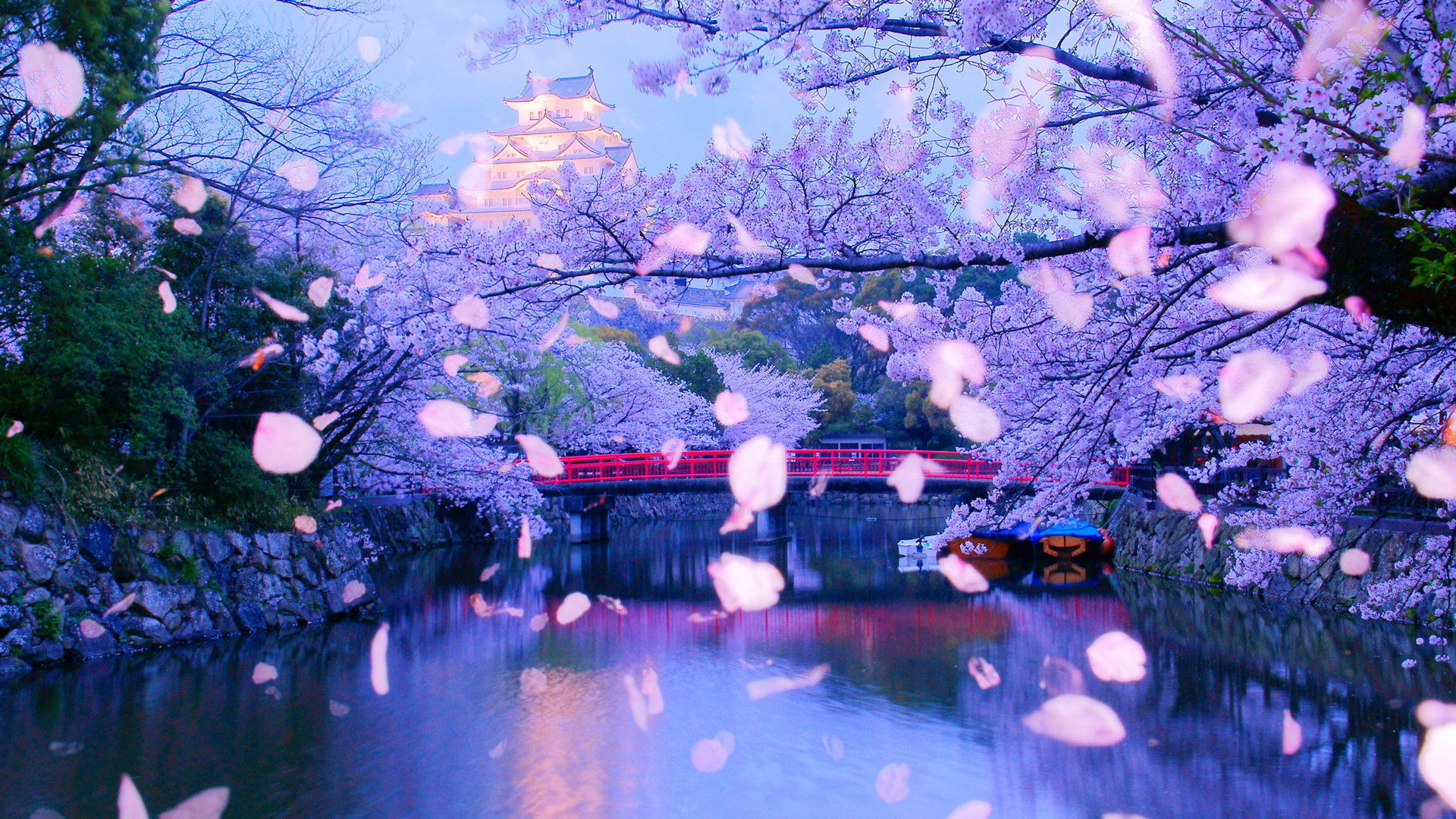 儚き美しさ 世界遺産と色あざやかな桜の絶景 兵庫県 姫路城 ページ 2 2 Trip Editor