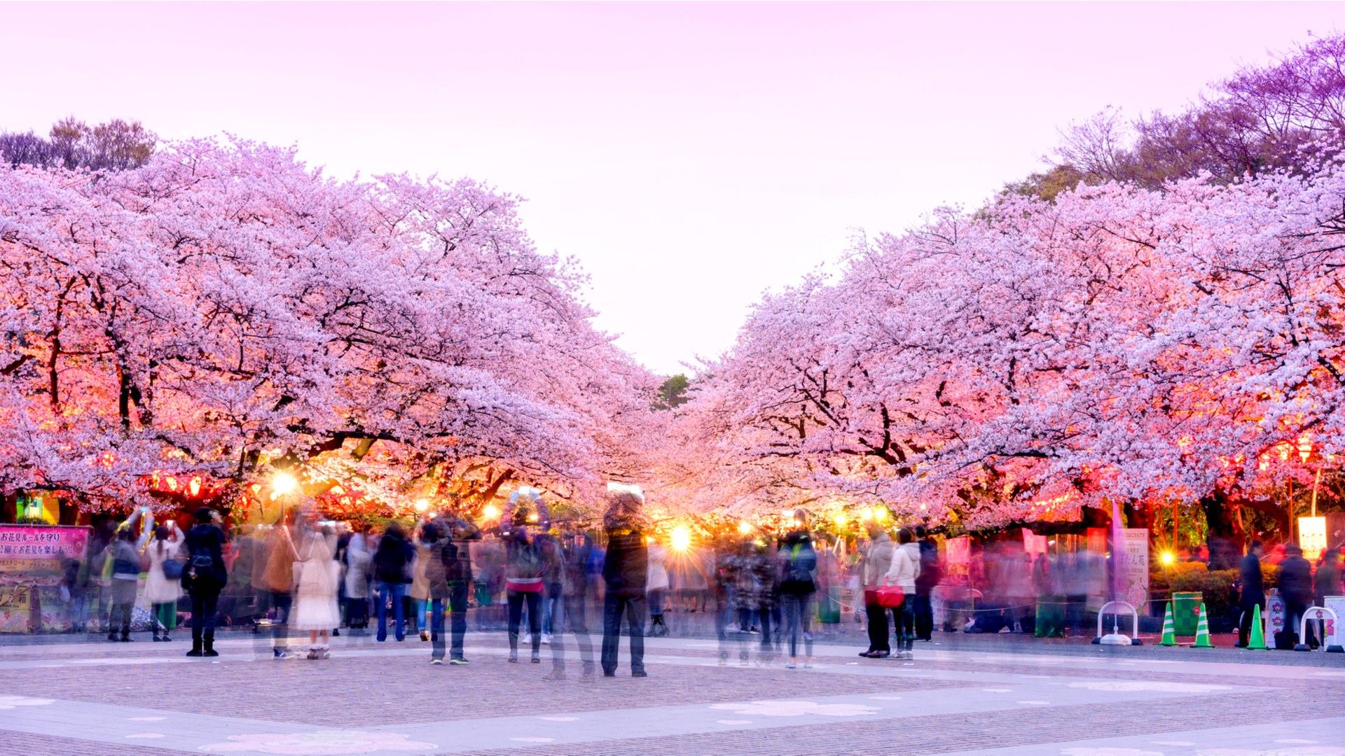 文化の街を彩る桜 美しき写真でめぐる 東京都 上野恩賜公園 ページ 2 2 Trip Editor