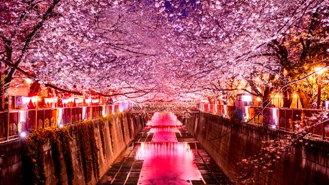 心ときめく春の訪れ。写真でめぐる花見スポット、東京都「目黒川」