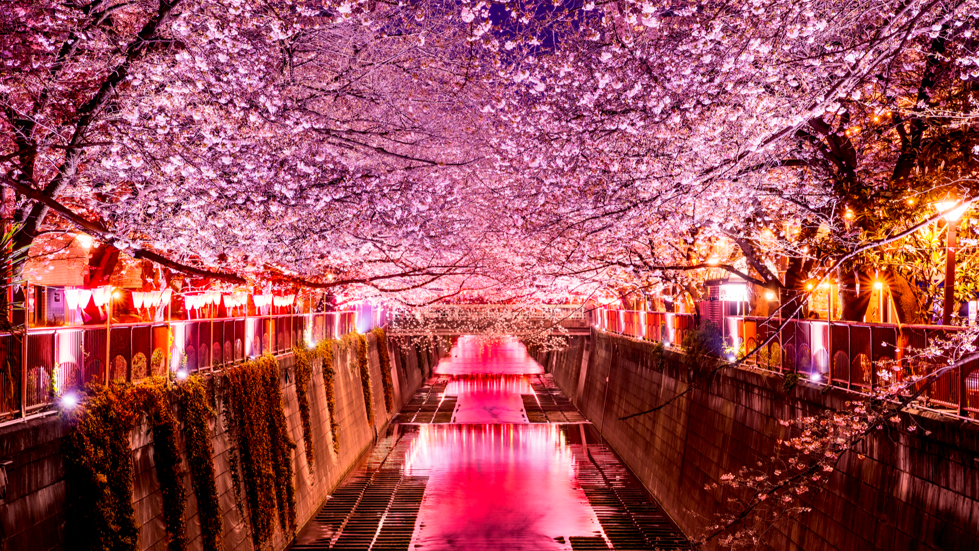 心ときめく春の訪れ 写真でめぐる花見スポット 東京都 目黒川 Trip Editor