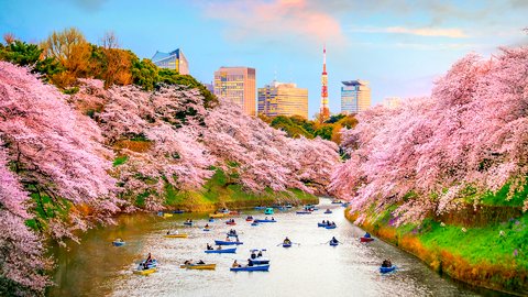 水辺を埋め尽くす「千鳥ヶ淵公園」桜の絶景は例年より開花が早い？【2023年】