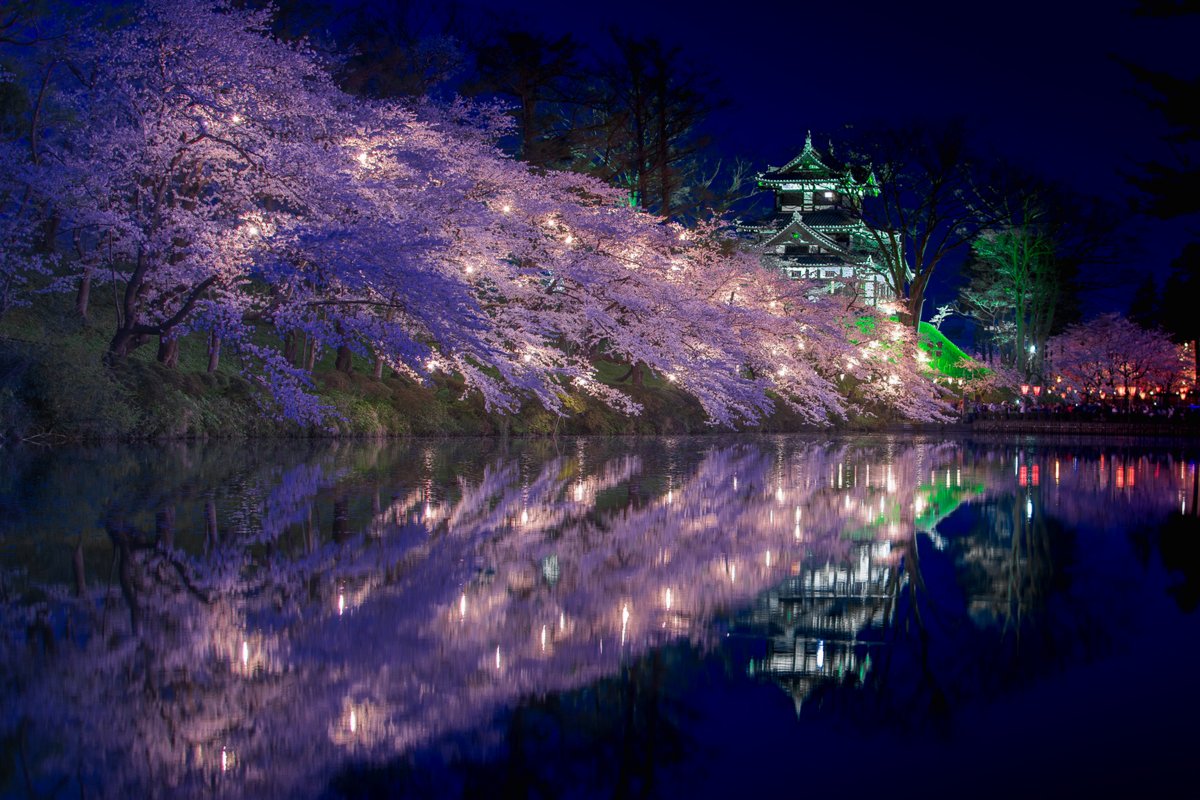 春の夜を美しく彩る 日本三大夜桜のひとつ 新潟県 高田公園 Trip Editor