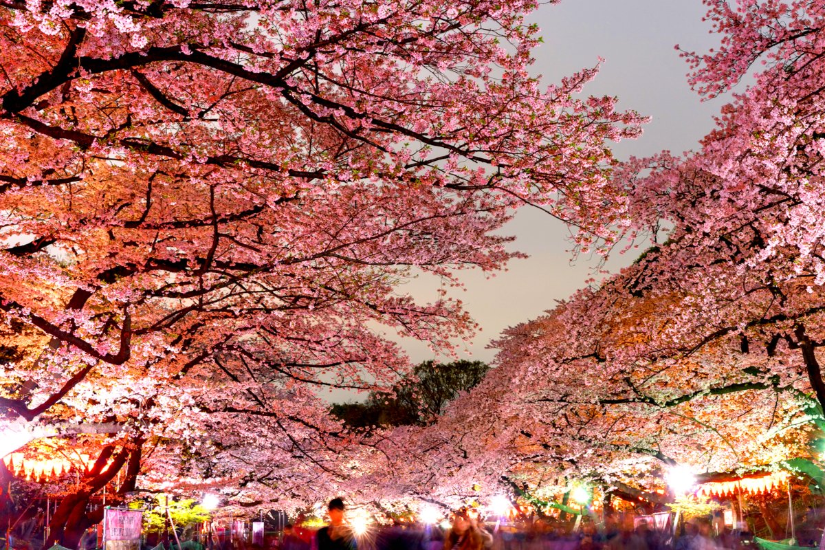 春の夜に花舞う絶景 写真でめぐる東京都内の 夜桜 名所9選 Trip Editor