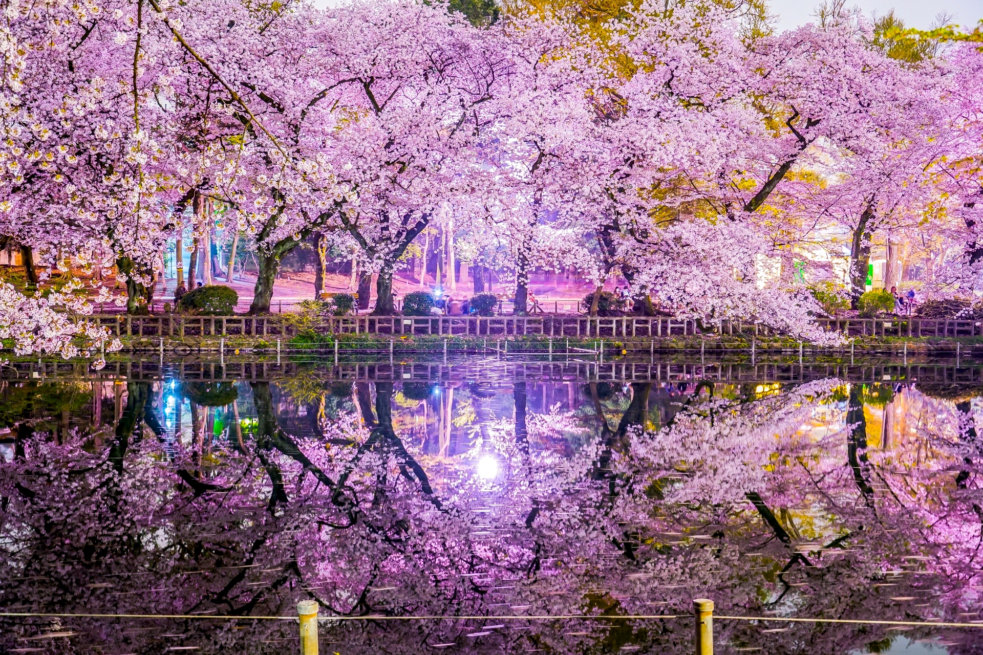 春の夜に花舞う絶景 写真でめぐる東京都内の 夜桜 名所9選 ページ 3 3 Trip Editor