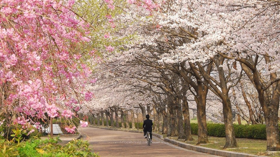 楽天ブックス: 日本の古桜一本桜探訪 - それでも生き残って