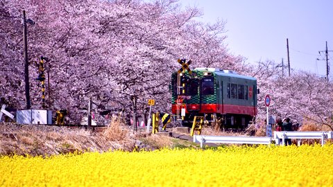 鉄道に乗ってお花見気分。乗り物から楽しめる国内「桜スポット」12選