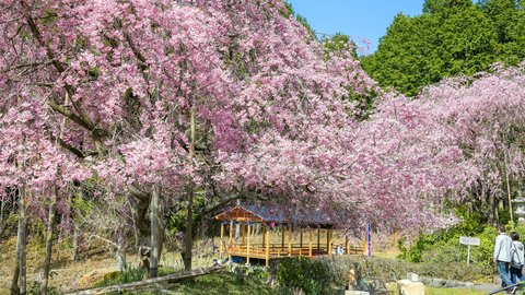 京都・京北に桜の新名所が誕生！宝泉寺「桜の公園」