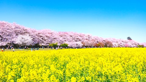 まぶたを閉じても思い出す。関東「菜の花と桜」絶景スポット5選