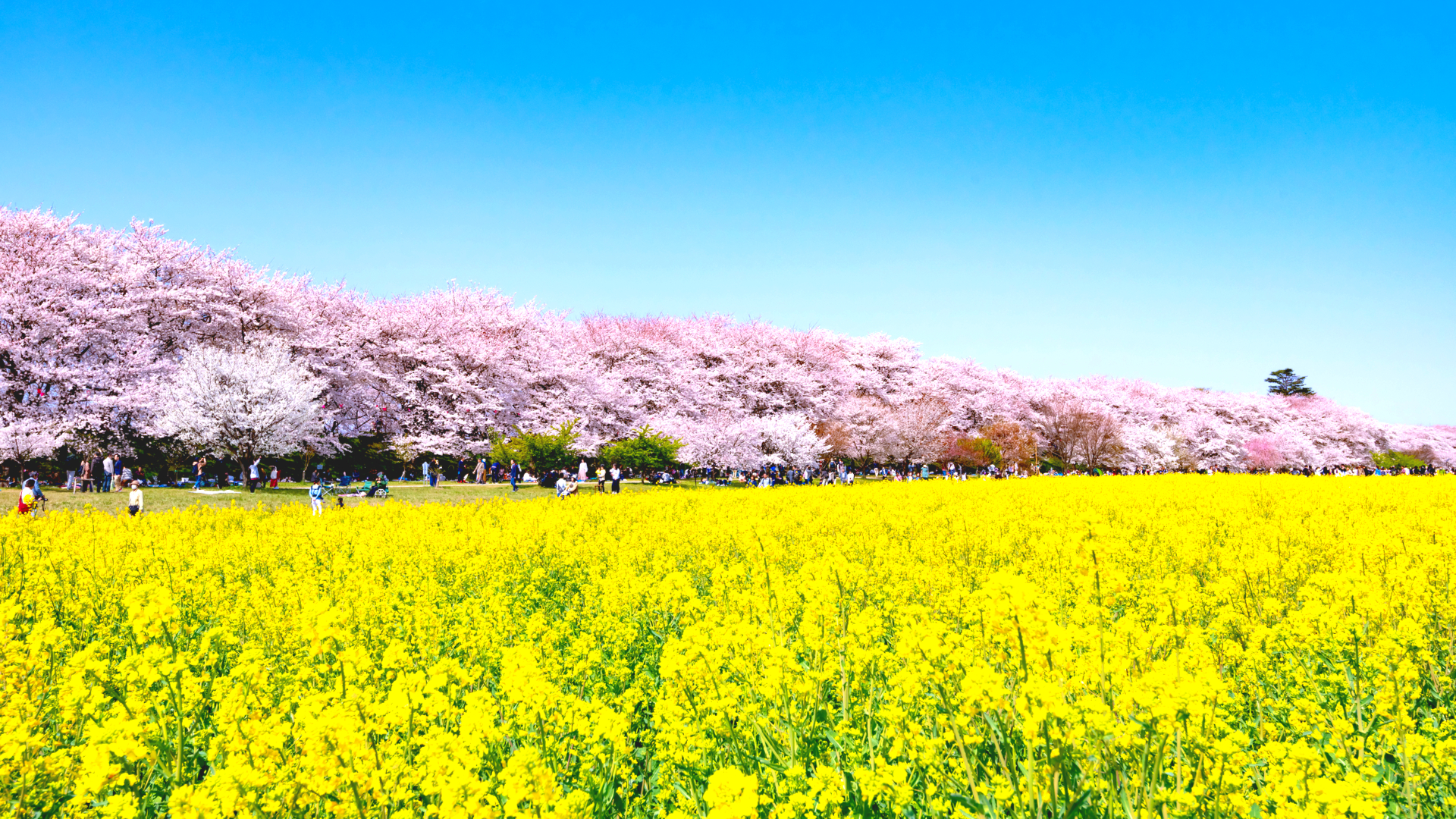 まぶたを閉じても思い出す 関東 菜の花と桜 絶景スポット5選 Trip Editor
