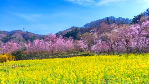 ピンクと黄色の絶景が広がる、全国の人気「菜の花と桜」名所11選