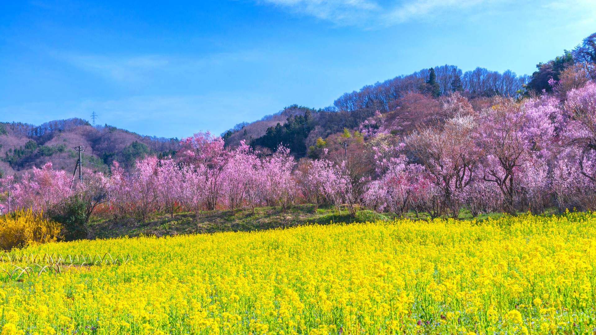 ピンクと黄色の絶景が広がる 全国の人気 菜の花と桜 名所11選 Trip Editor