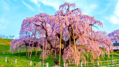 この春、きっと忘れられない。心ゆさぶる全国の「一本桜・名桜」19選