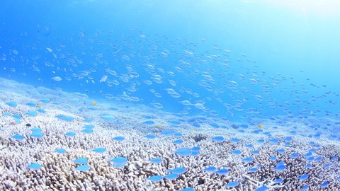 心ゆさぶる青の世界。水中写真家が伝える、色鮮やかな魚たちの愛