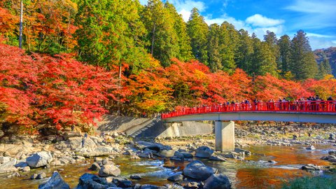 秋しか見られない1年の楽しみを。愛知県の「香嵐渓」でめぐる紅葉