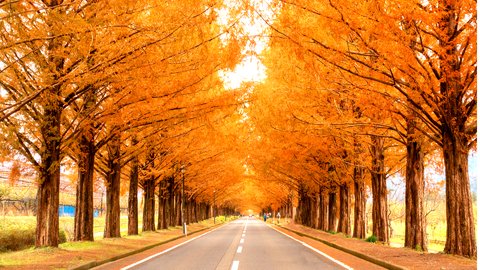 秋冬の絶景トンネル。滋賀県「メタセコイア並木道」紅葉の街路