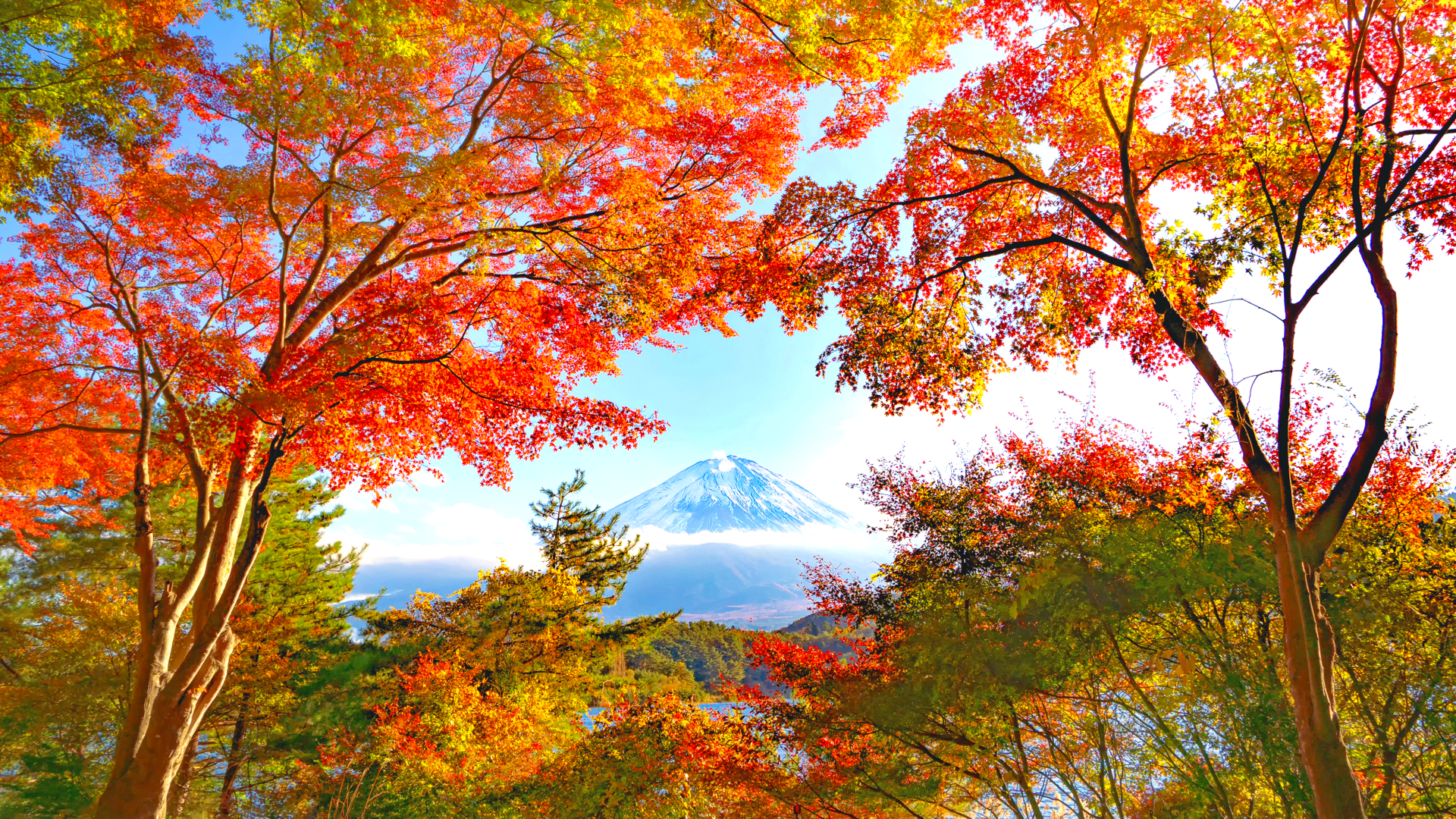 富士山を彩る絶景のアート作品 山梨県 もみじトンネル で秋を満喫 Trip Editor