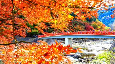 絶景のライトアップも。愛知県豊田市「香嵐渓もみじまつり」の秋景色