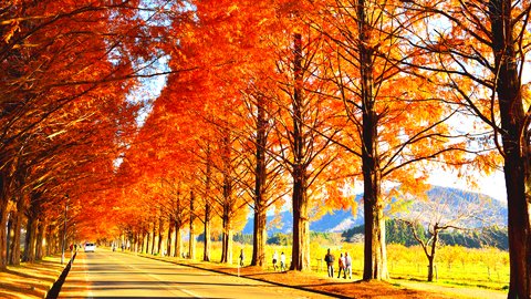 まるで映画の世界。秋に見逃せない、滋賀県「メタセコイア並木」絶景ロード