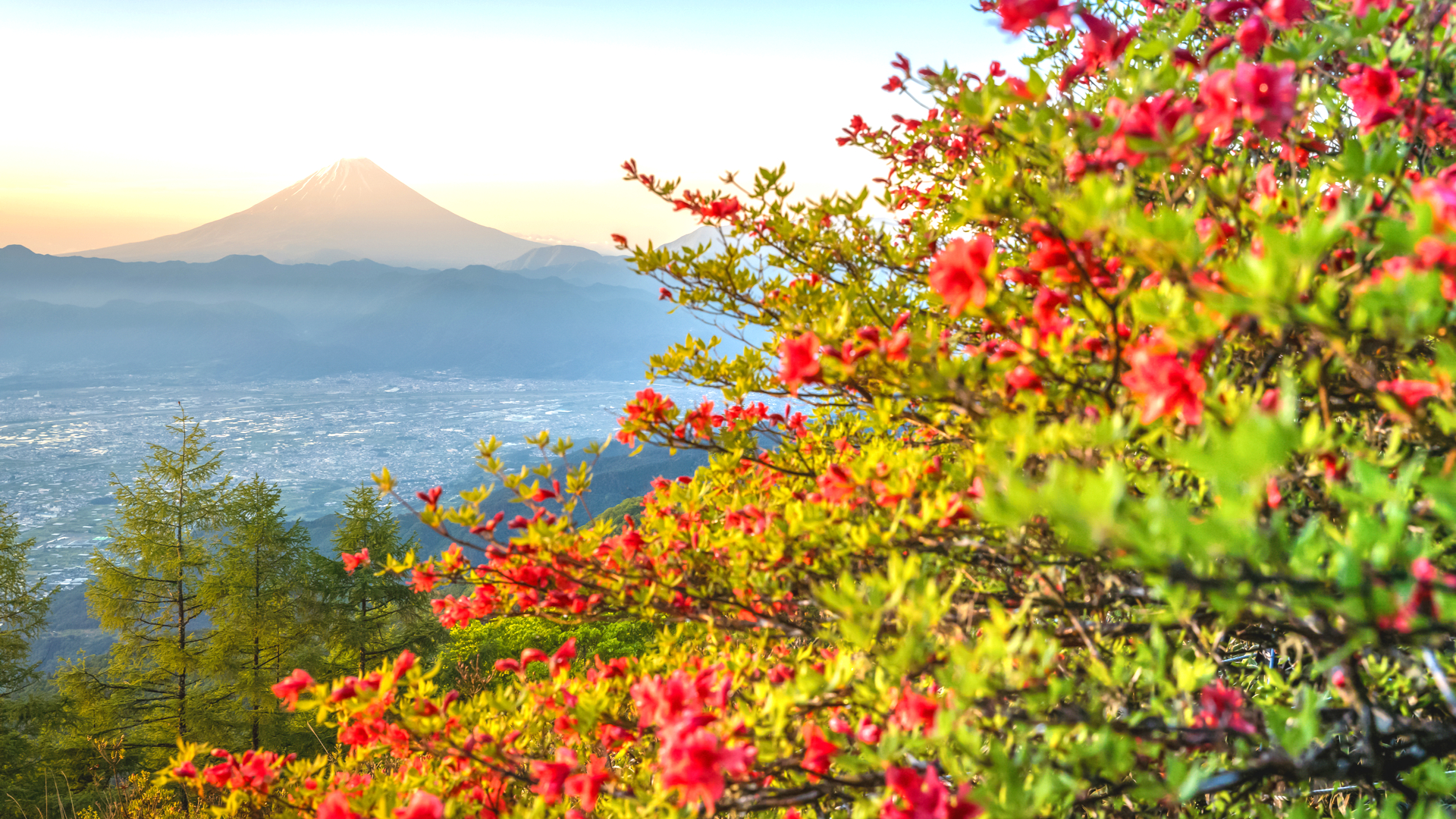 お花に癒されながら 15分で簡単に登れる山梨県 甘利山 ハイキング Trip Editor