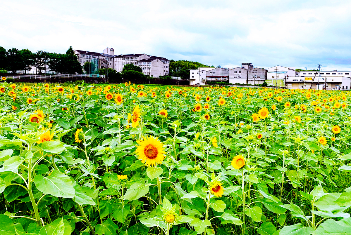 年 京都のひまわり畑おすすめスポット 夏限定の美しい景色 Trip Editor