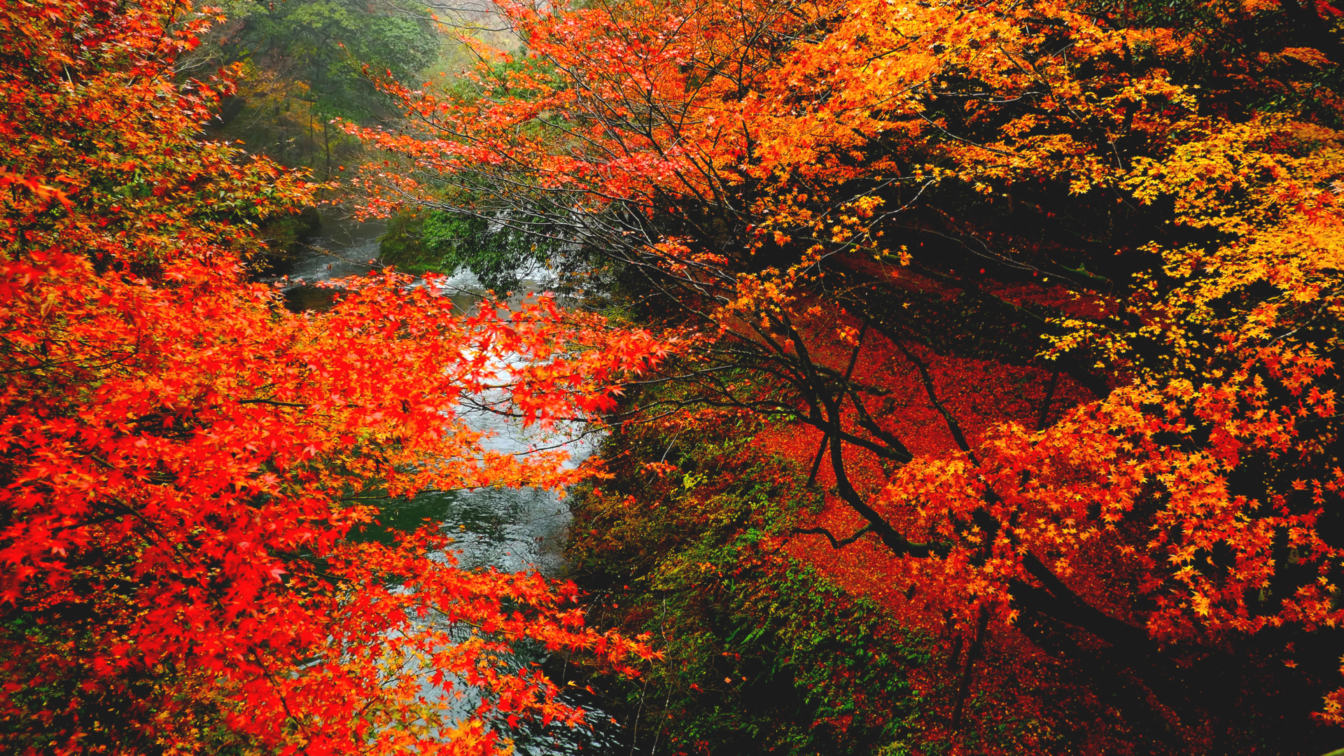 この秋に訪れたい 石川県加賀のオススメ 絶景紅葉 スポット7選 Trip Editor