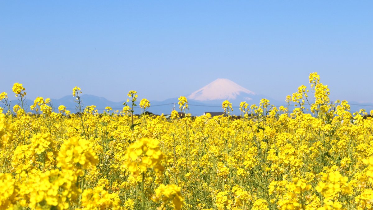 癒しの絶景 冬の花畑と富士山を望む 神奈川 菜の花まつり 開催中 Trip Editor