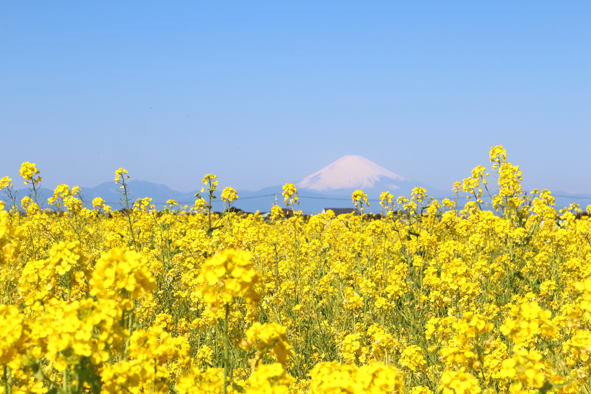 癒しの絶景 冬の花畑と富士山を望む 神奈川 菜の花まつり 開催中 Trip Editor