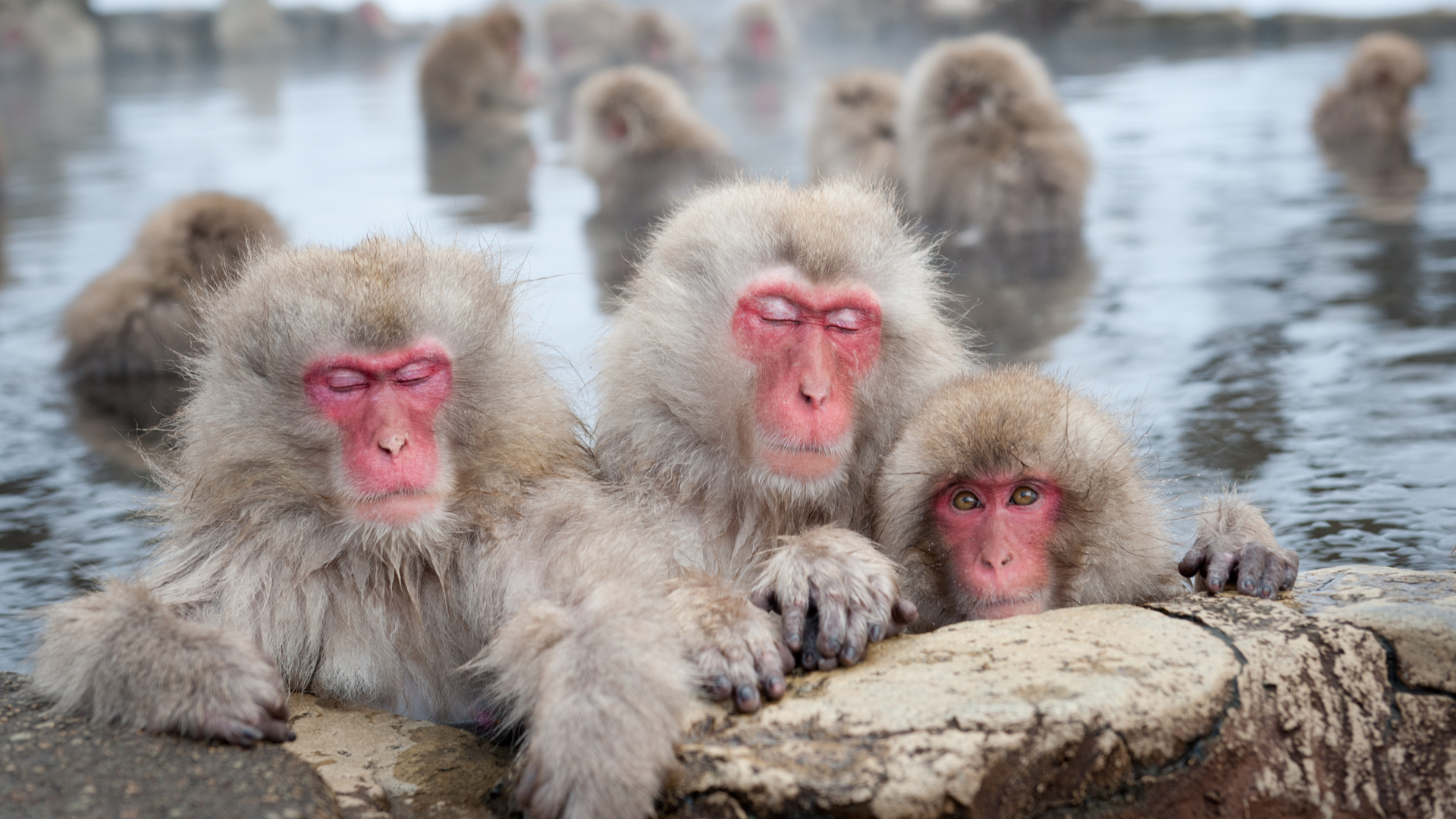 メーカー公式ショップ】 雪の温泉につかる3匹の猿 | www.pro13.pnp.gov.ph