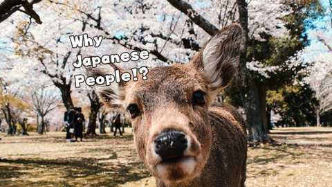 信じられない美しさ！外国人が「日本の四季」に驚いたこと