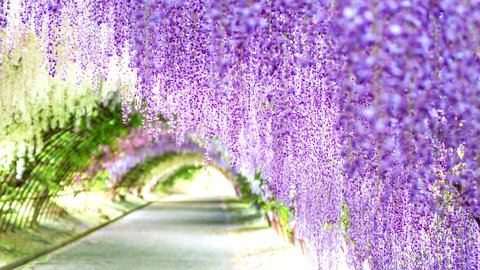 心震える絶景の藤の花。世界から愛される、福岡「河内藤園」