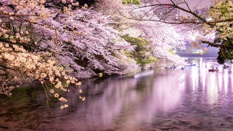 桜も満開…2021年のお花見、どうなる？ステイホームで楽しむ豪華セットも登場