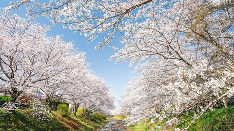 【2021】密を避けたもうひとつの京都エリア穴場の桜〜散策・ドライブ編〜